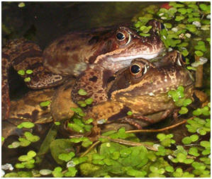 Toads and frogs visit and live